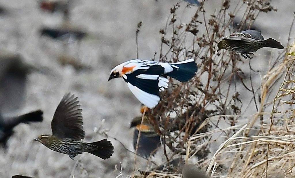 Leucistic male Red-winged Blackbird by Wildreturn is licensed under CC BY 2.0.